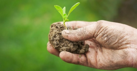 Agricoltura. Zolla per zolla, nasce la filosofia di Zolle