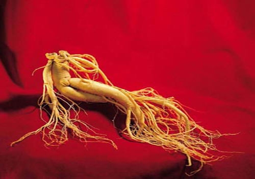Tumori.  Il ginseng può aiutare i pazienti oncologici