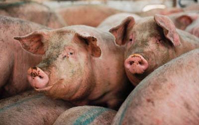 Prosciutti da maiali allevati con i rifiuti. Altro che Denominazione di origine protetta