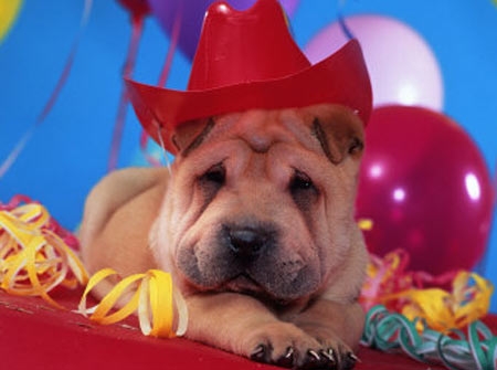 Arrivano i dog party. Uno schiaffo alla crisi