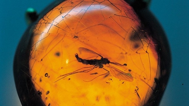Scoperti fossili in ambra più antichi di 100 milioni di anni