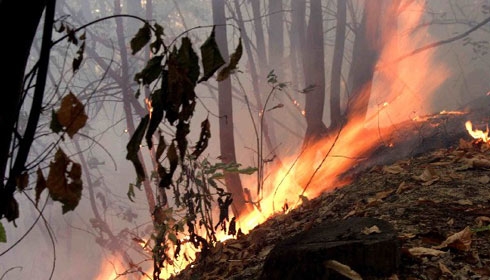 Incendi. Nel lazio solo oggi 20 interventi