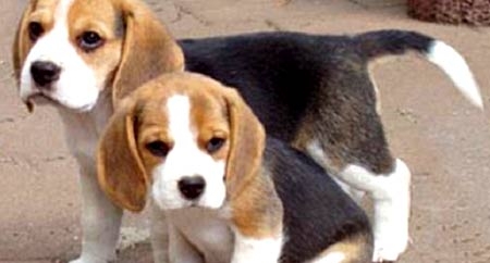 Beagle di Green Hill. Proseguono gli affidi degli ultimi cuccioli