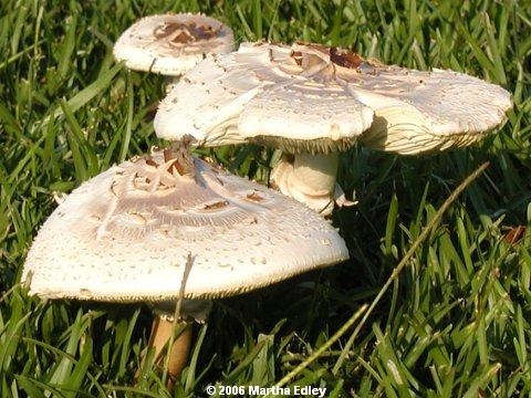 Sicurezza alimentare. Vademecum per prevenire l’avvelenamento da funghi