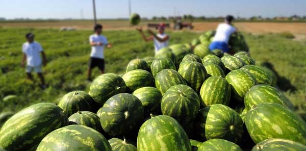 Amnesty denuncia sfruttamento lavoratori migranti nell’agricoltura