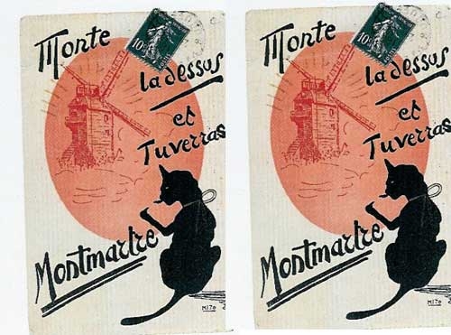 Museo di Zoologia. “Sua maestà il gatto”: visite gratuite l’8 e il 13
