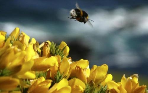 Gli insetticidi neonicotinoidi incompatibili con fertilità e vita. Il governo si attivi