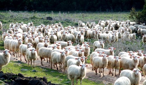 Un gregge per la famiglia Ciuraru