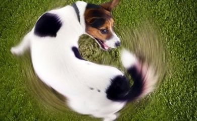 Governo, un cane che si morde la coda. I saggi pronti al lavoro