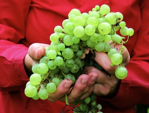 Il bio non teme la crisi, aumentano i consumi (+7,3%)