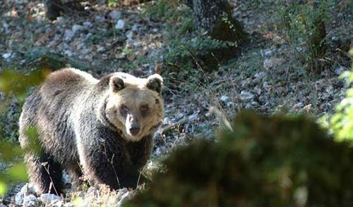 ATIt e ISPRA per la conservazione della fauna italiana