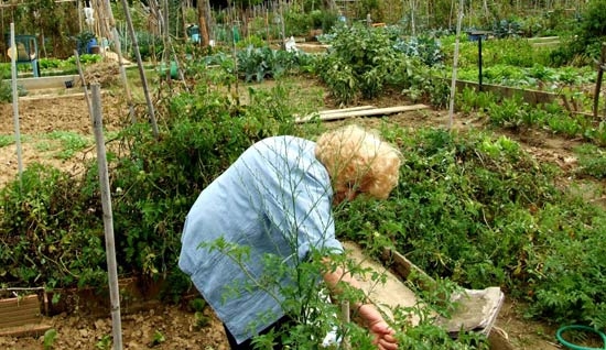 Ambiente, Istat. Per ogni abitante 30,3 mq di verde. Aumentano gli orti
