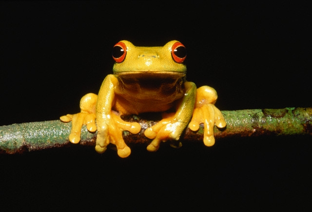Biodiversità a Rischio. Legambiente anticipa i primi dati del rapporto sulle specie e habitat in pericolo
