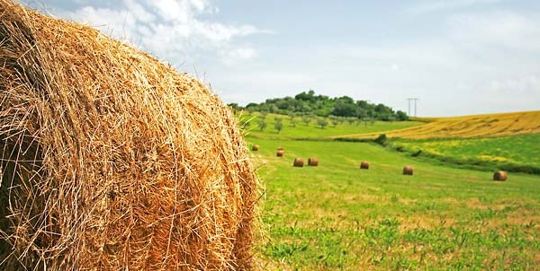Festival della ruralità