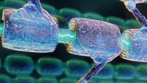 Malattie genetiche rare, identificata una nuova patologia che colpisce la mielina