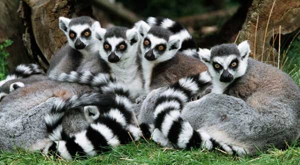Roma. Festa del Madagascar al Museo Civico di zoologia