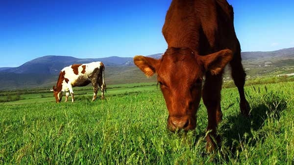 L’ecologia nel rinnovamento della sinistra – 3