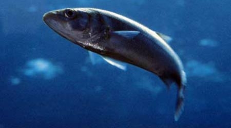 Giappone. Pesci e acque contaminate. Ancora danni a Fukushima