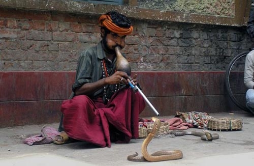India. Parte il festival degli incantatori di serpenti