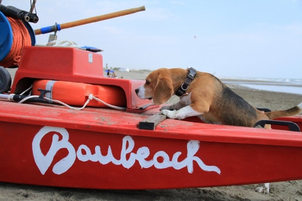 Baubeach. Ferragosto per chi ama i cani