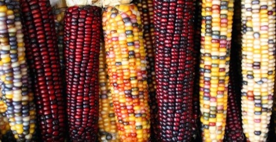 Agricoltura. Ogm. Ora manca maggioranza qualificata in Consiglio Ue