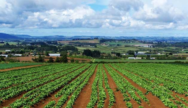 Agricoltura. In Italia serve una vera politica di settore