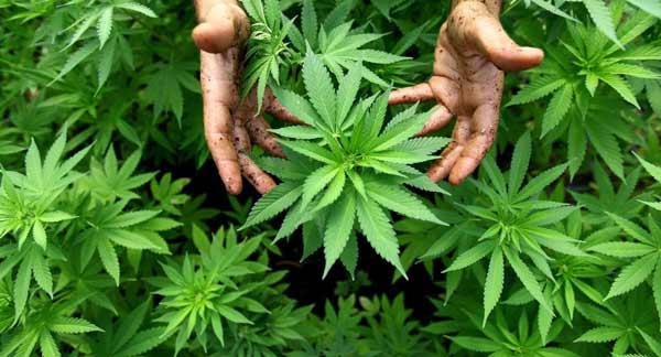 Cannabis, la consulta boccia la Fini-Giovanardi