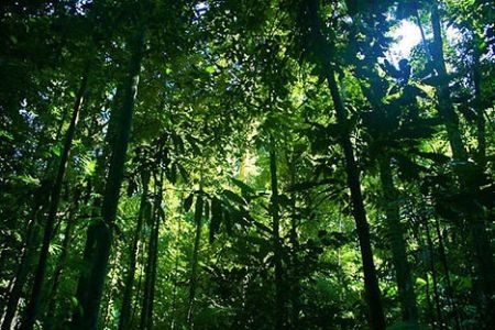 21 marzo, Giornata internazionale delle foreste