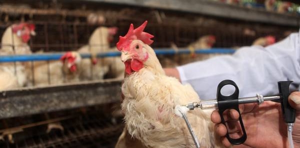 Epidemia dei polli. Il traffico dei virus