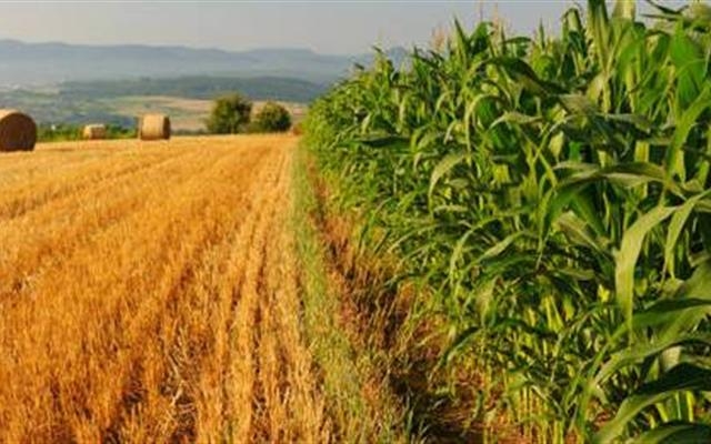 Agricoltura. Semine Ogm, Tar rigetta le motivazioni del ricorso di Fidenato