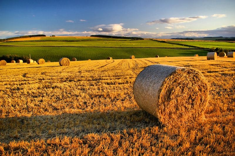 Ogm. Coldiretti, Tar boccia ricorso su semine Ogm in Italia