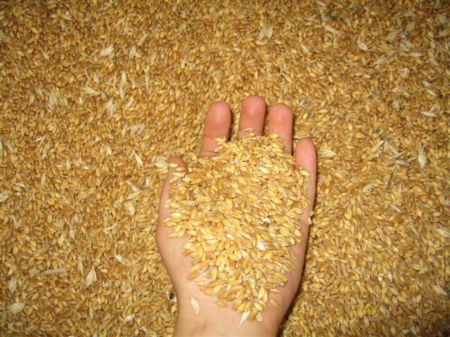 Ucraina. Coldiretti, il grano al top, +30% in soli 3 mesi