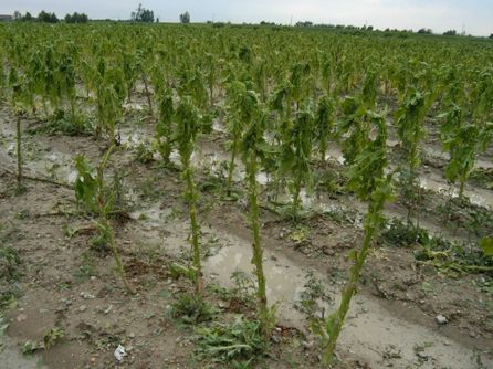 Maltempo. Coldiretti, campagne sott’acqua danni per milioni