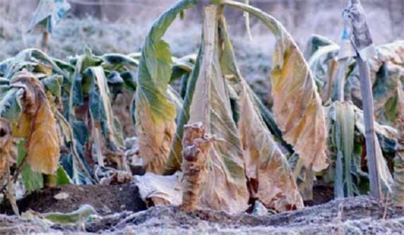 Agricoltura, maltempo. Coldiretti, vigne abbattute e raccolti distrutti