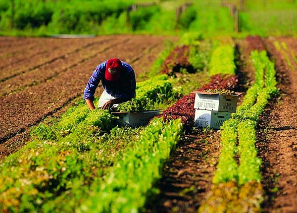 Crisi. Al sud resiste solo l’agricoltura per pil e lavoro