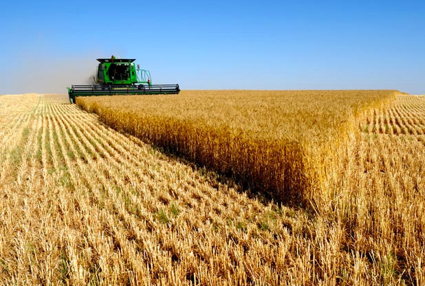 Ogm. L’Italia è libera di non coltivarli