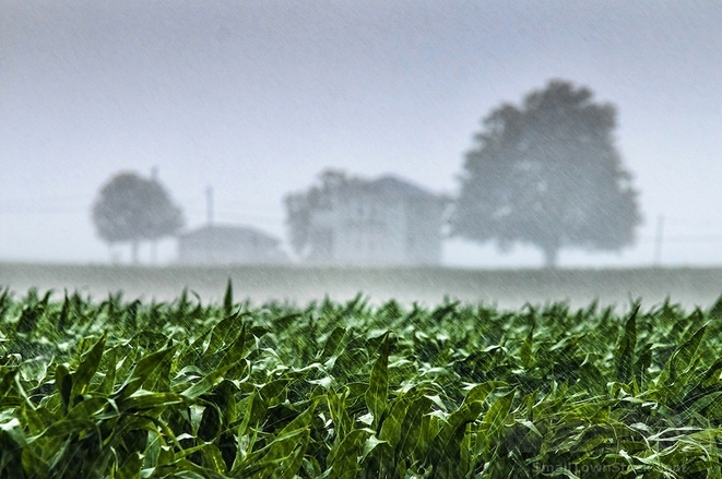 Maltempo, un’estate balorda per l’agricoltura