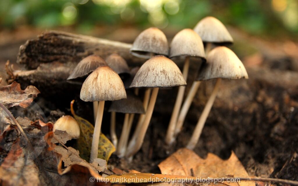 Maltempo. Coldiretti, danni e boom di funghi fuoristagione