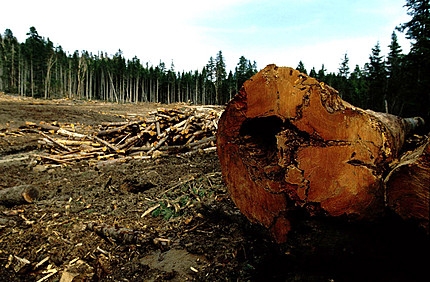 Legno illegale. Greenpeace, l’Italia bocciata dalla UE