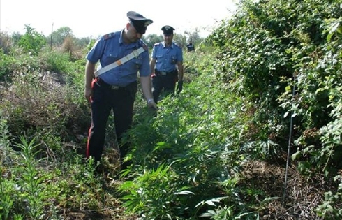 Droga. Scoperta una piantagione da 35 milioni di euro. Arrestato 56enne