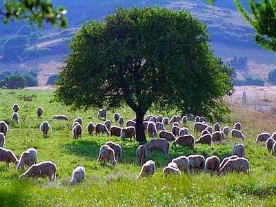 “Pastori e Pastoralismo” in Sardegna: se muore il pastore muore la Sardegna