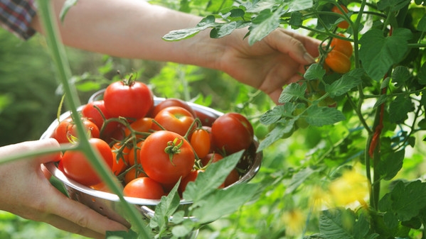 Maltempo. Perso il 30% del raccolto del pomodoro