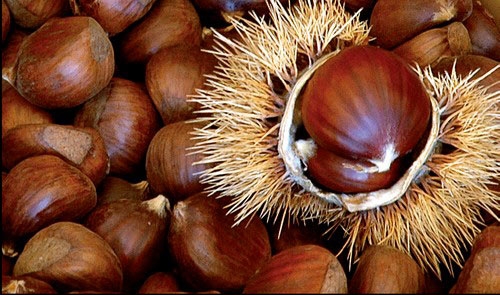 Consumi. Raccolto castagne crolla al minimo storico