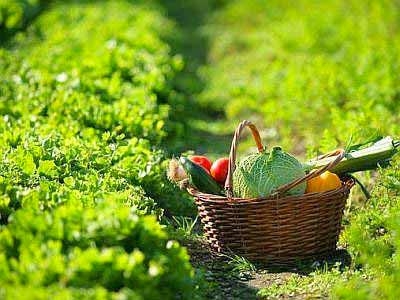 Agricoltura. Emendamento biodistretti, diffusione cultura del biologico