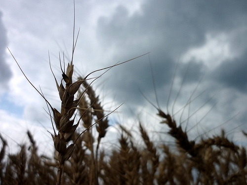 Maltempo. 300 milioni i danni in agricoltura