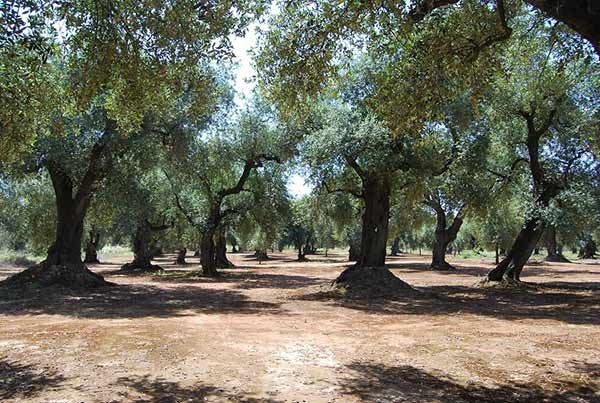 XYLELLA, primi due ulivi abbattuti, trionfa l’irrazionalità.