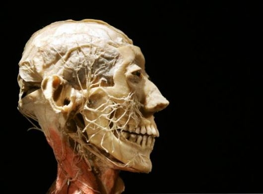 Ambiente. Il macabro progetto americano, usare i cadaveri come compost