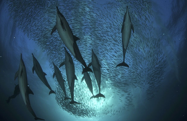 Wwf, gli oceani valgono 24mila miliardi di dollari, vanno salvati