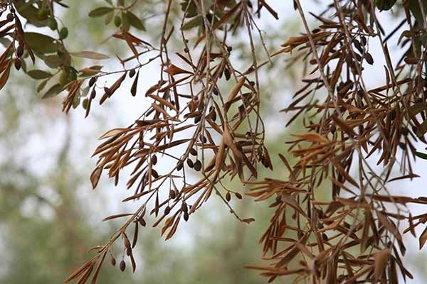 Xylella. Caso in Francia, inutile embargo Italia