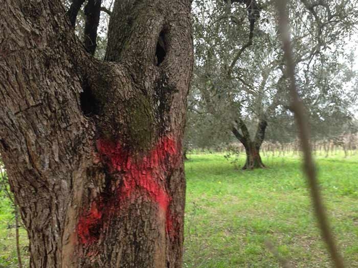 Xylella. Batterio anche in Francia. VIDEO